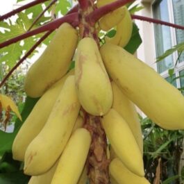 Thai Golden Papaya Fruit Plant