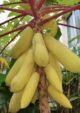 Thai Golden Papaya Fruit Plant