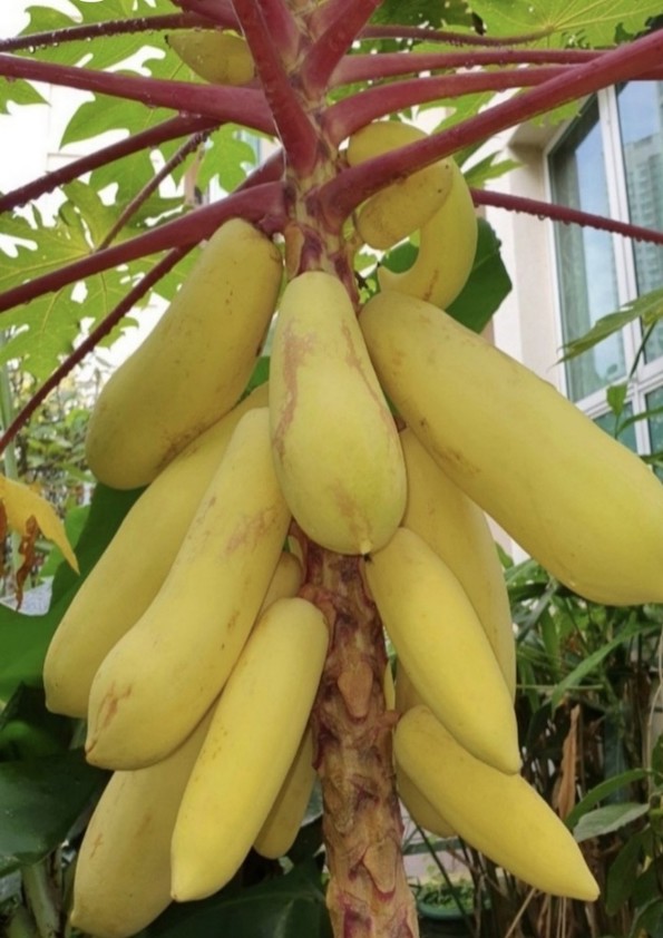 Thai Golden Papaya Fruit Plant