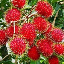Rambutan N18 variety