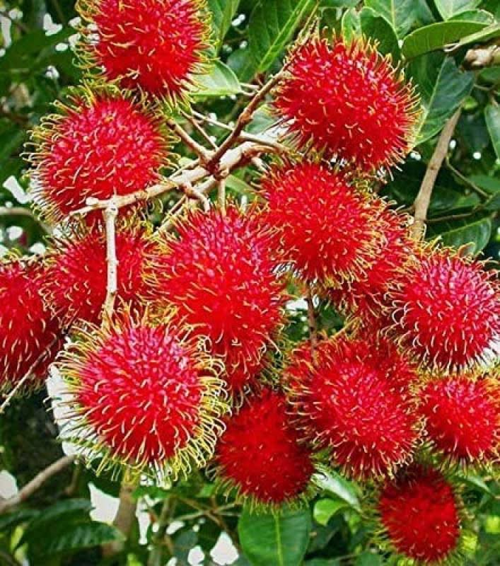 Rambutan N18 variety