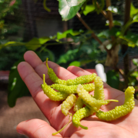 Pakistan King White Mulberry Plant
