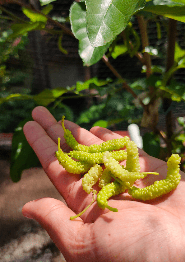 Pakistan King White Mulberry Plant