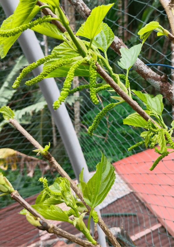 Pakistan King White Mulberry Plant