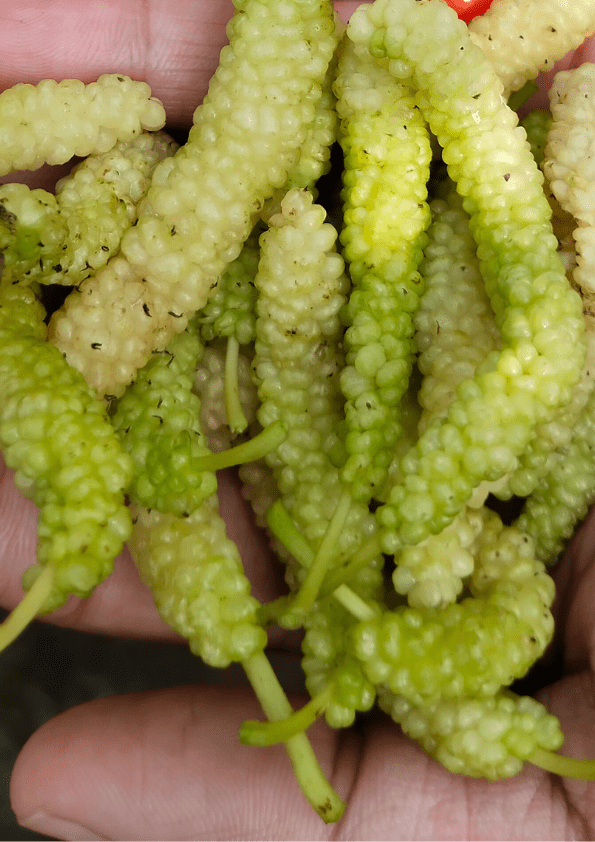 Pakistan King White Mulberry Plant