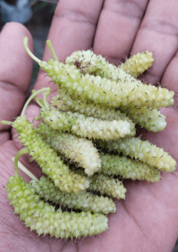 Pakistan King White Mulberry Plant