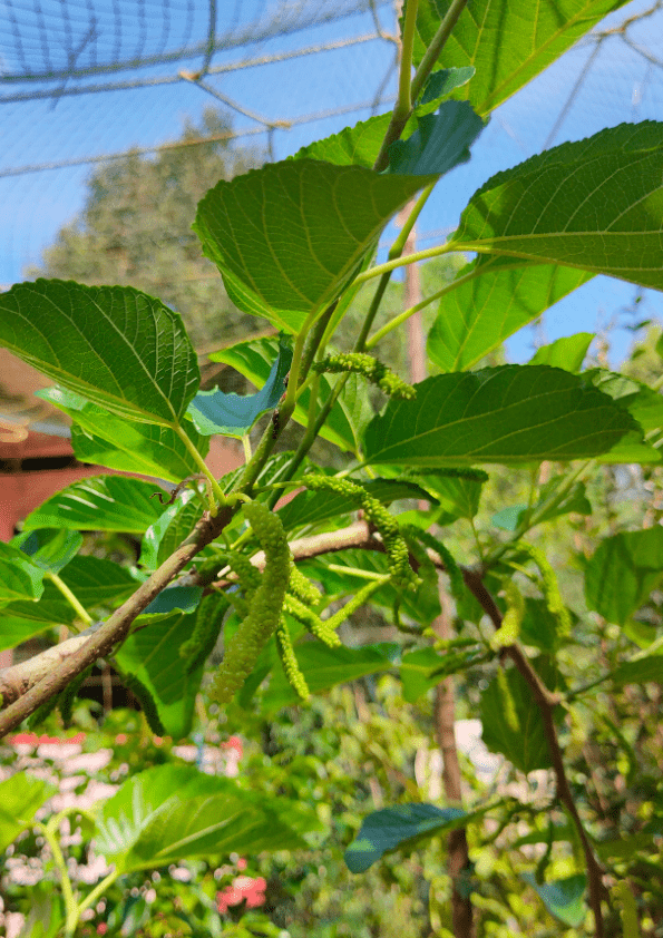 Pakistan King White Mulberry Plant