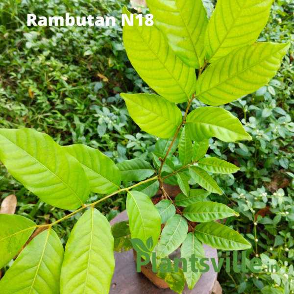 Rambutan N18 variety