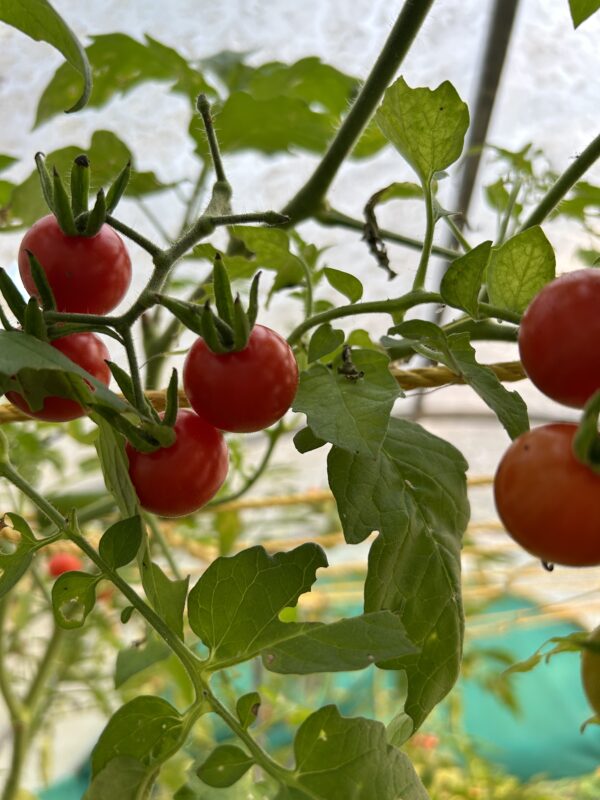 Organic Cherry Tomato Seeds