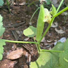 Okra (Lady’s Finger) seeds
