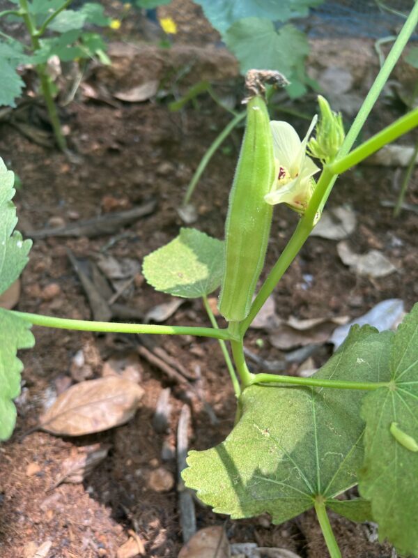 Okra (Lady's Finger) seeds