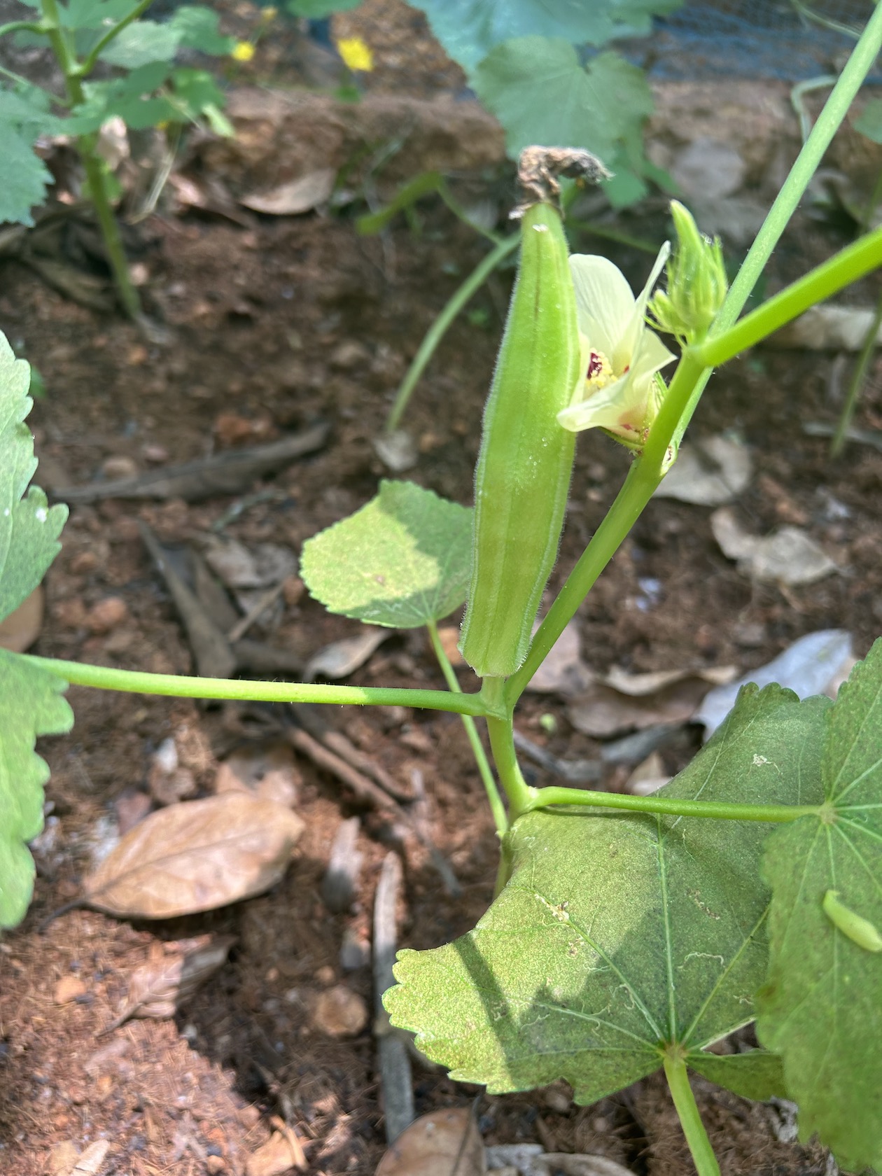 Okra (Lady’s Finger) seeds