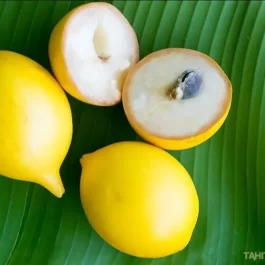 Nipple Abiu Live Plant