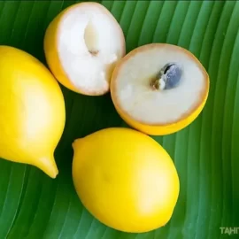 Nipple Abiu Live Plant