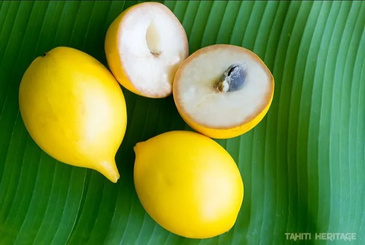 Nipple Abiu Live Plant