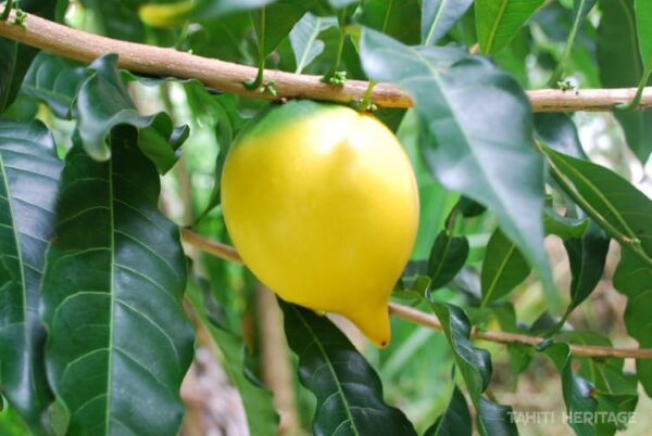 Nipple Abiu Live Plant