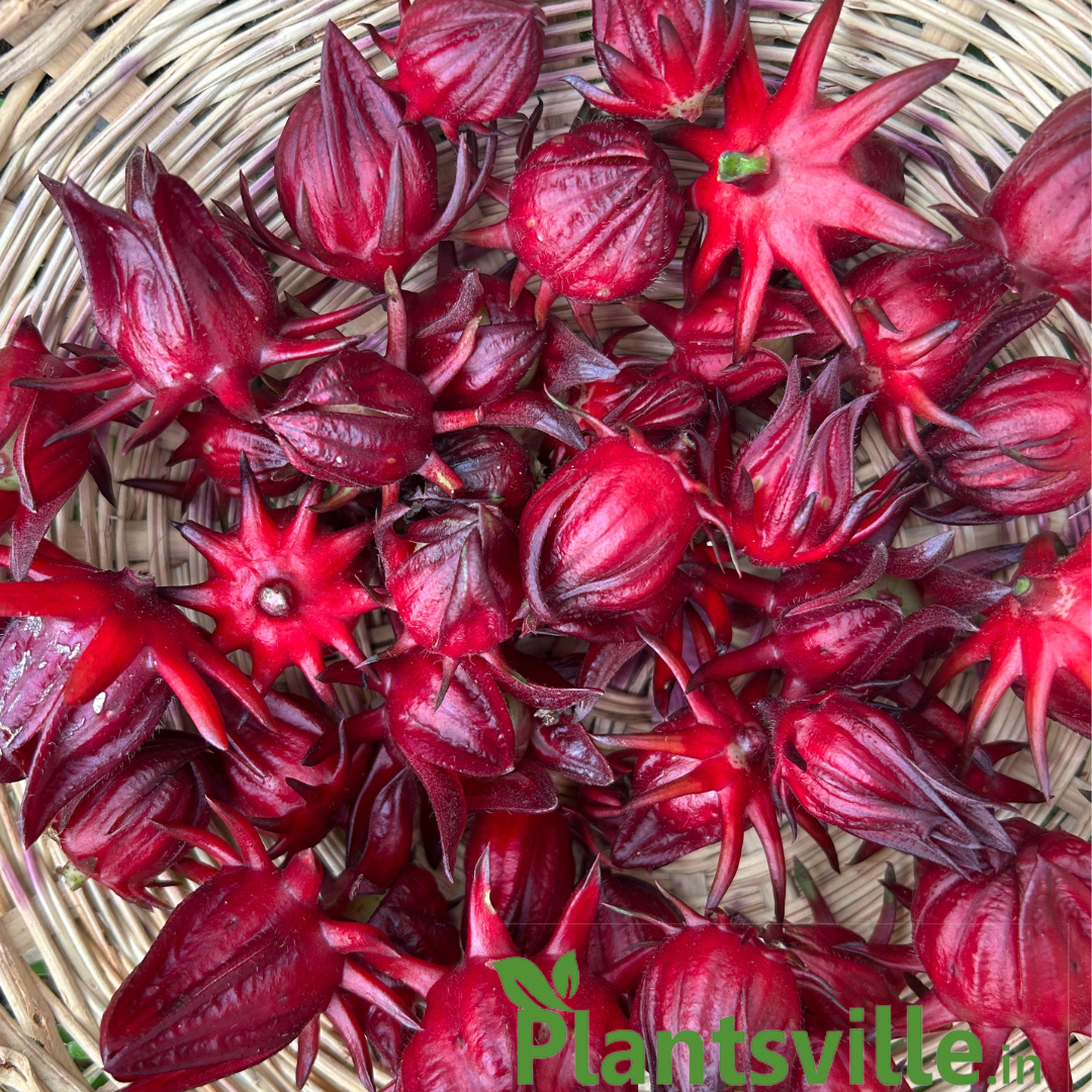 Organic Roselle Herb Seeds