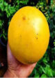 Giant Abiu Plant