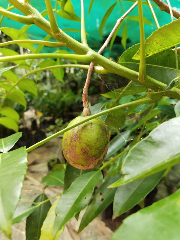 All season Dwarf Hog Plum Grafted Plant for Sale In India