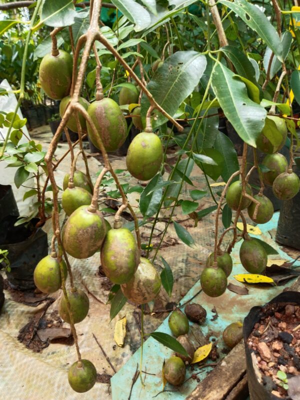 All season Dwarf Hog Plum Grafted Plant for Sale In India