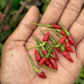 Red Bird’s Eye pepper seeds | Red Kanthari Chilli seeds