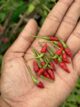 Red Bird’s Eye pepper seeds | Red Kanthari Chilli seeds