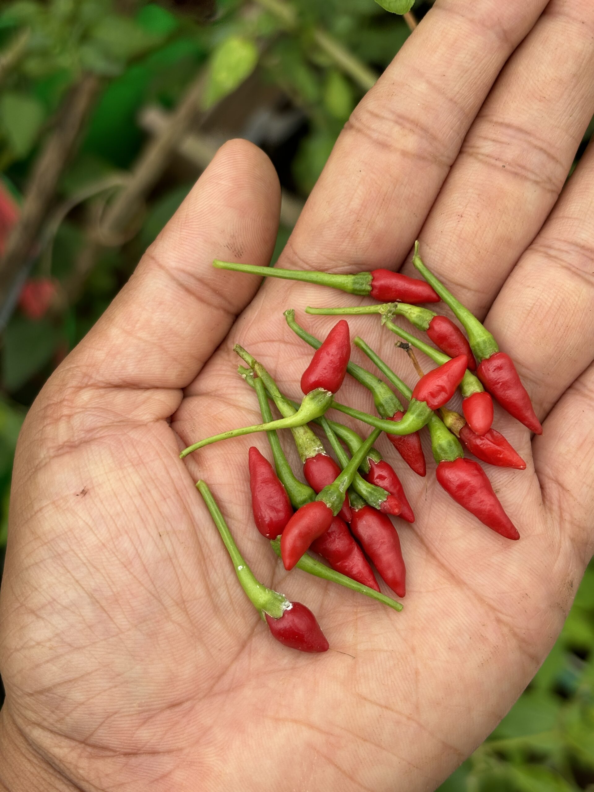 Red Bird’s Eye pepper seeds | Red Kanthari Chilli seeds