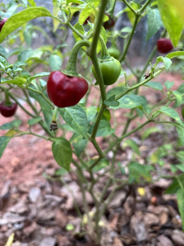 Red Round Cherry pepper seeds