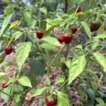 Red Round Cherry pepper seeds