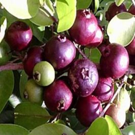 Araca Una – Purple Rainforest Guava Fruit Plant