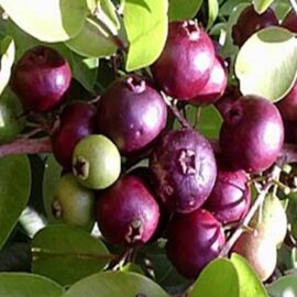Araca Una – Purple Rainforest Guava Fruit Plant