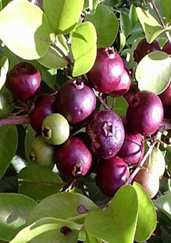 Araca Una – Purple Rainforest Guava Fruit Plant