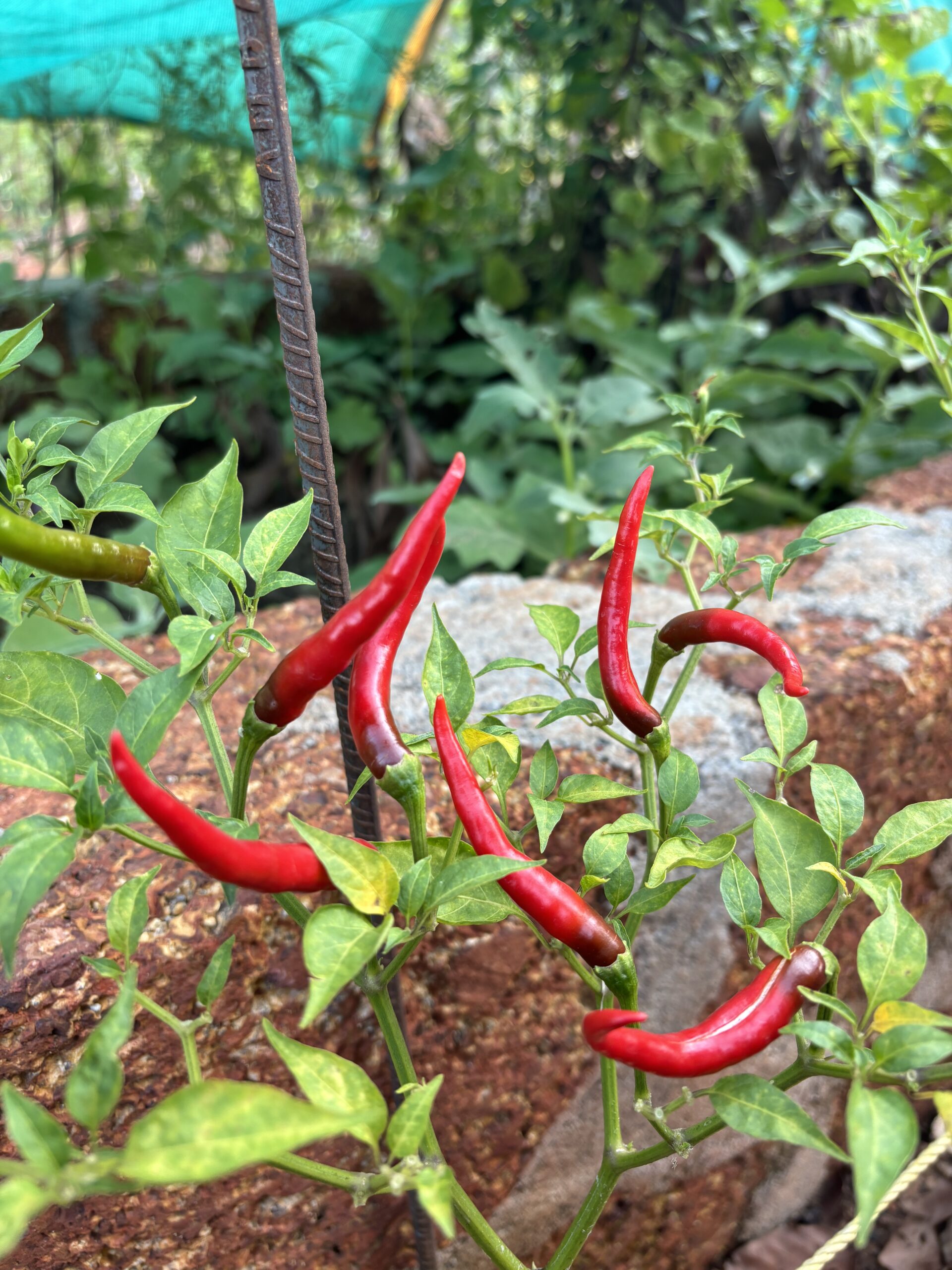 Laotian Hot Pepper Seeds