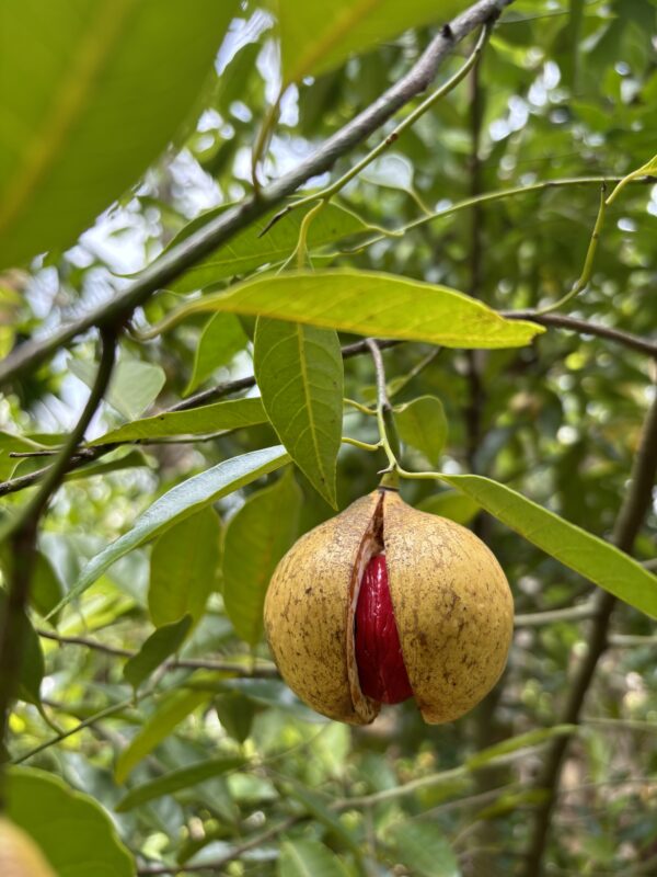 Organic Nutmace