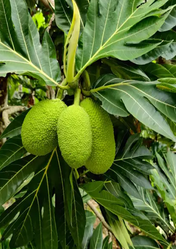 Breadfruit Plant