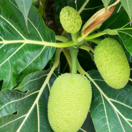 Breadfruit Plant