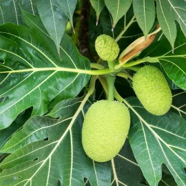 Breadfruit Plant