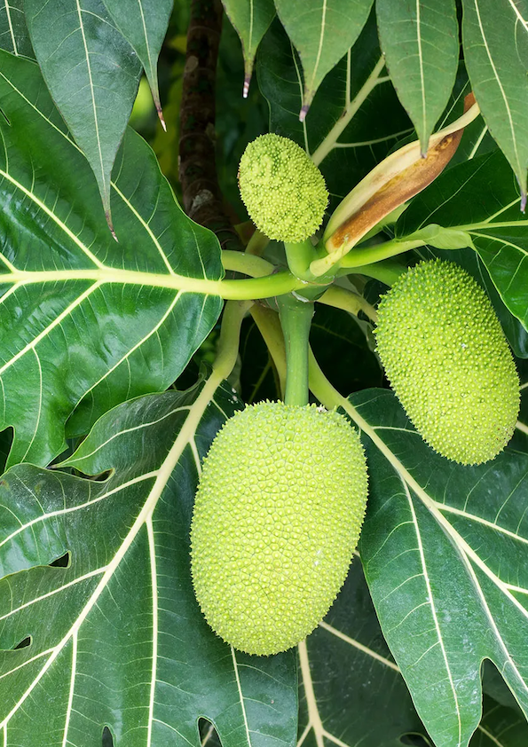 Breadfruit Plant
