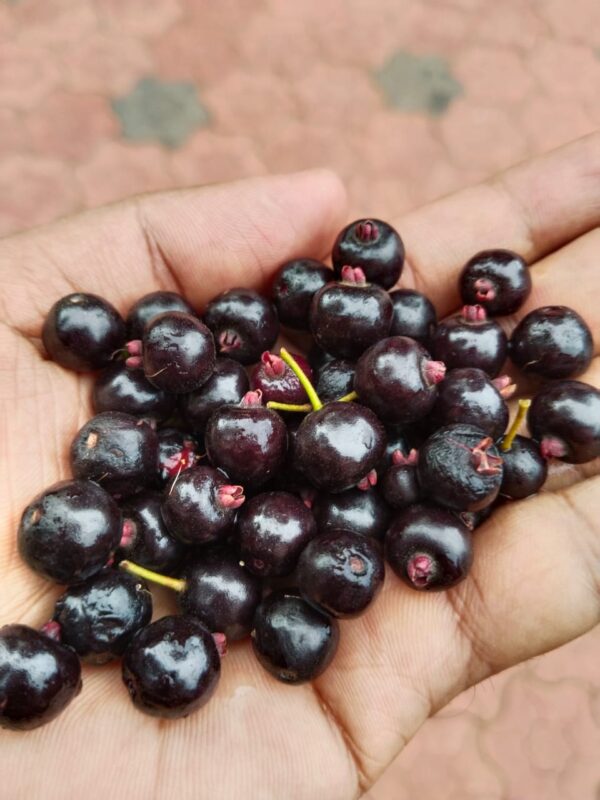 Roxburghii Cherry