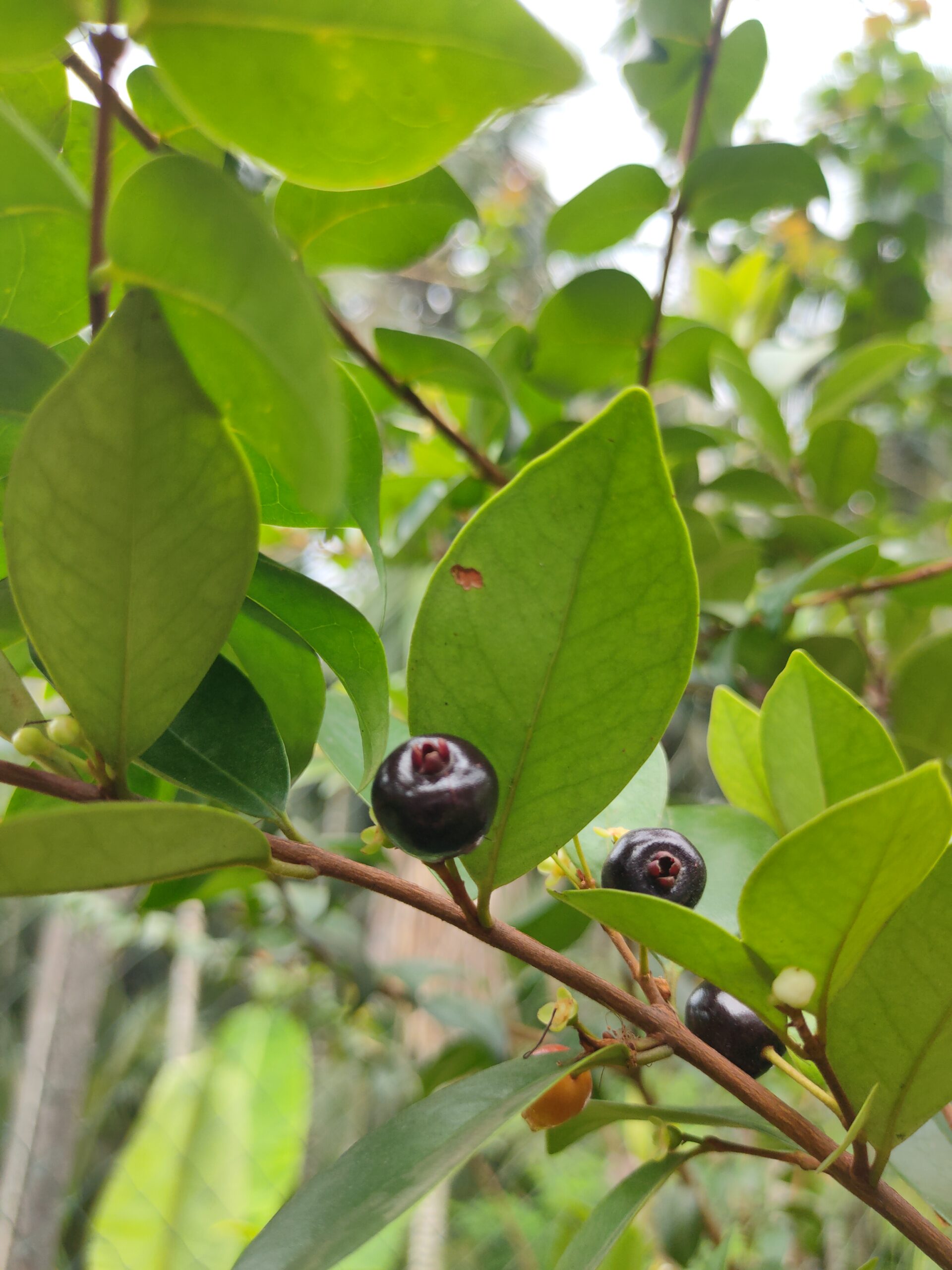 Roxburghii Cherry