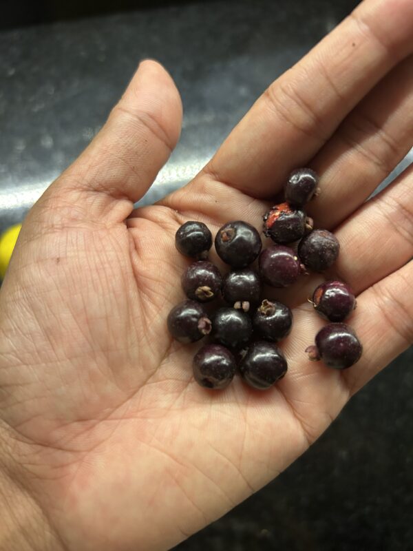 Roxburghii Cherry