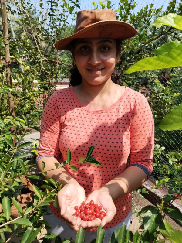 Punicifolia Cherry