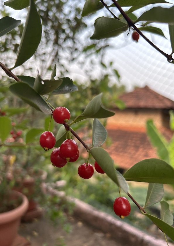 Punicifolia Cherry Plant