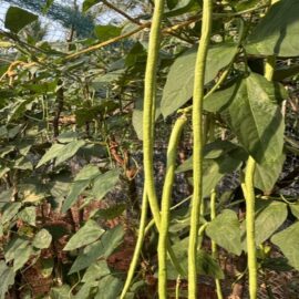 Long Cowpea Beans Seeds
