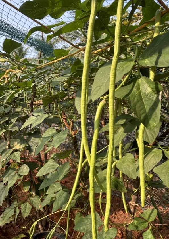Long Cowpea Beans Seeds