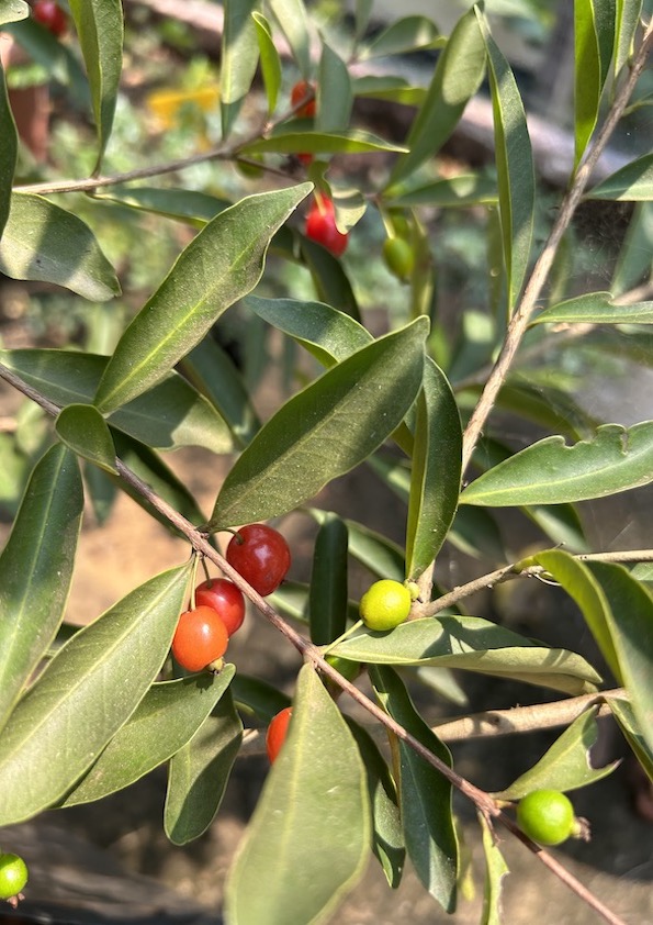 Punicifolia Cherry Plant
