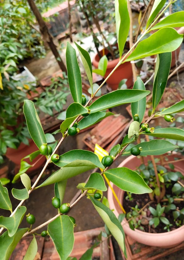 Punicifolia Cherry Plant