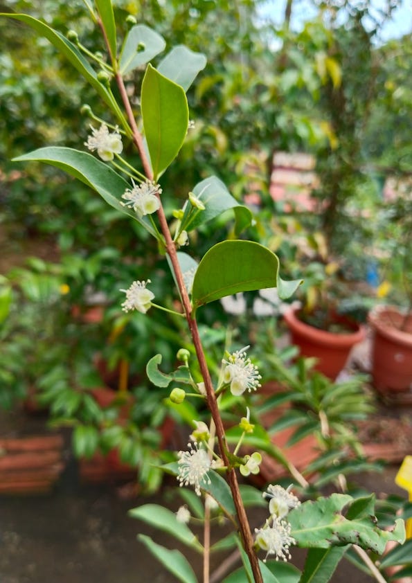 Punicifolia Cherry Plant