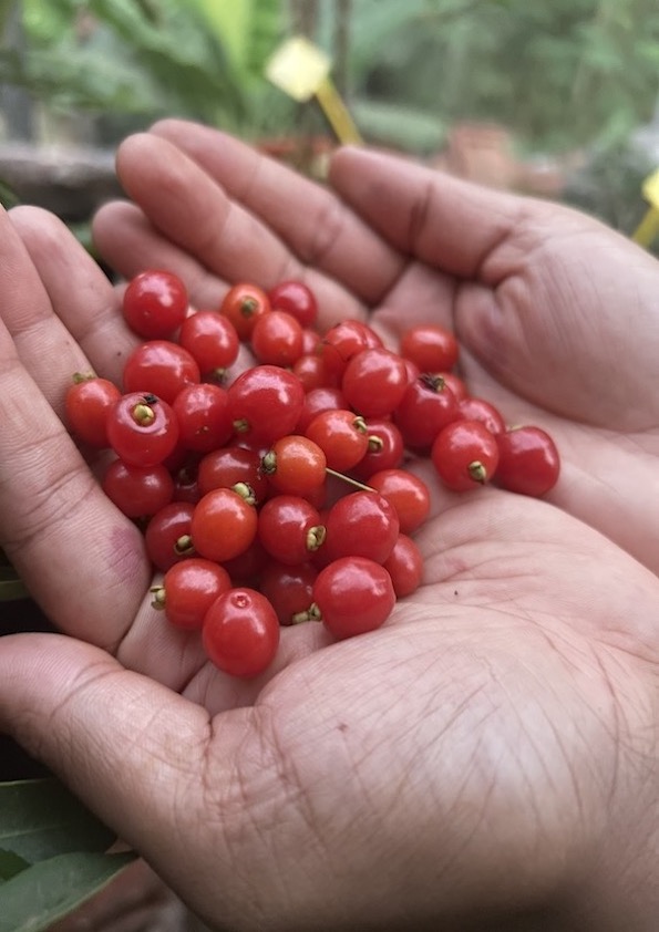 Punicifolia Cherry Plant