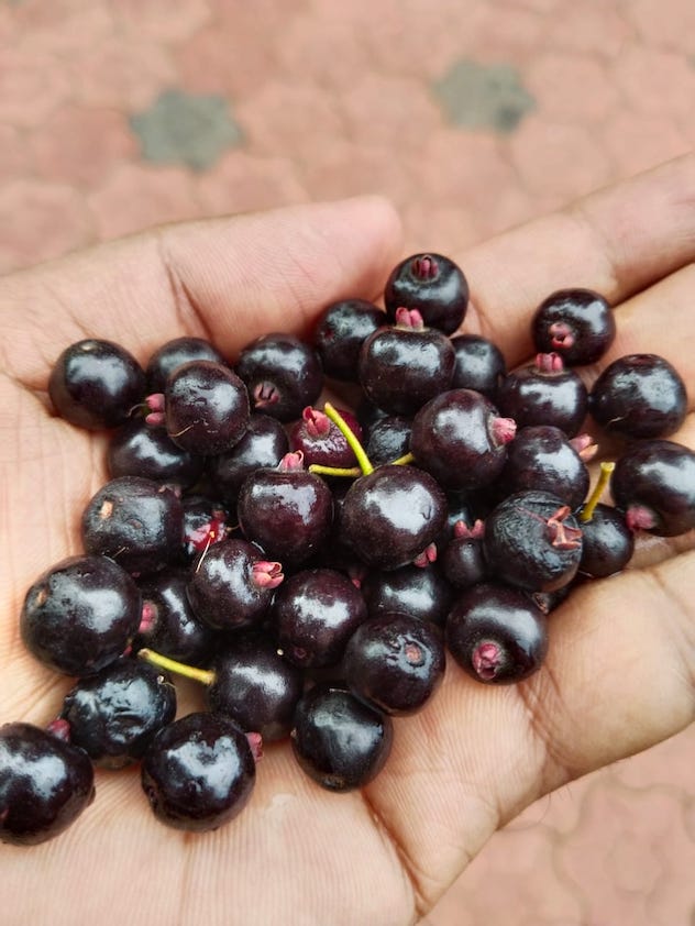 Roxburgh's Cherry Plant